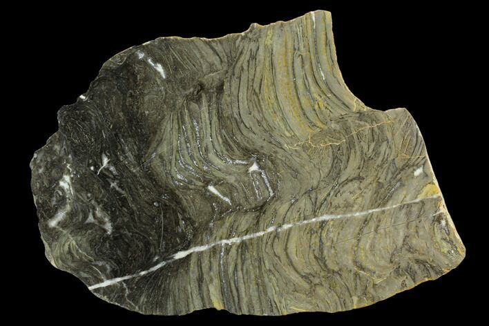 Polished Stromatolite (Kussiella) Slab - Billion Years #129226